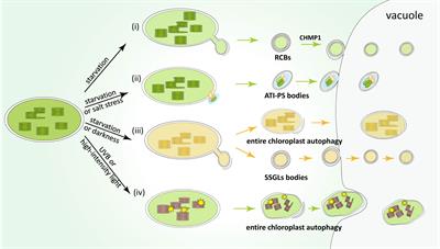 Functions of autophagy in chloroplast protein degradation and homeostasis